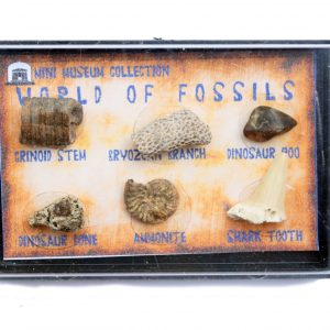 Fossil Collection Dino Poo