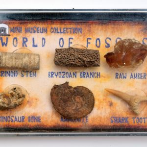 fossil collection amber box