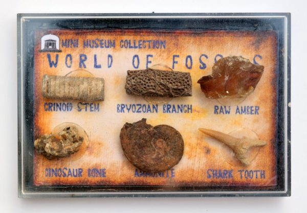 fossil collection amber box