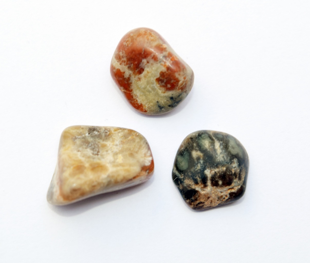 peices_fossilized_dinosaur_poo_coprolite_jurassic_jacks