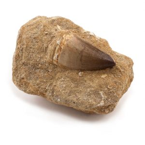 Mosasaur-tooth-matrix