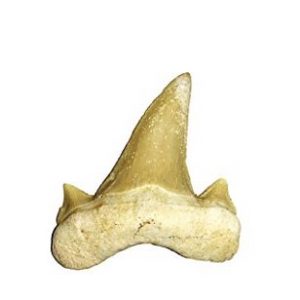 Otodus  tooth