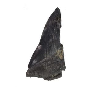 jurassic jacks megalodon tooth half