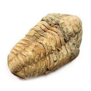 Calymene_Trilobite_fossil