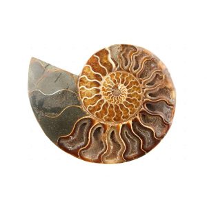 Ammonites