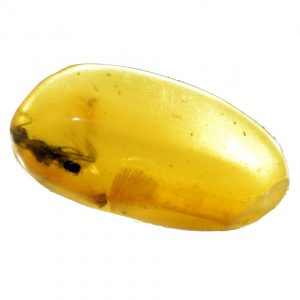 amber_insect_inclusion