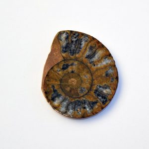 ammonite_hematite_half