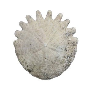 echinoid_sand_dollar