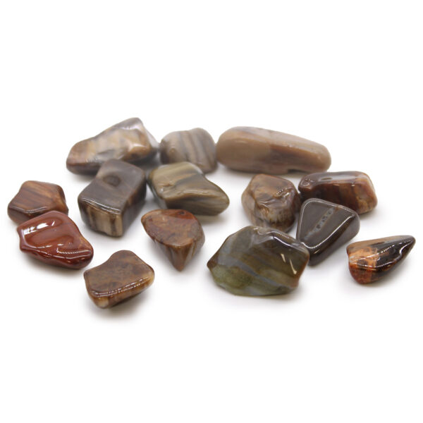 Petrified Wood - Polished - Image 2