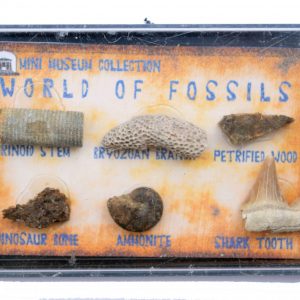 fossil_collection_box_petrified_wood