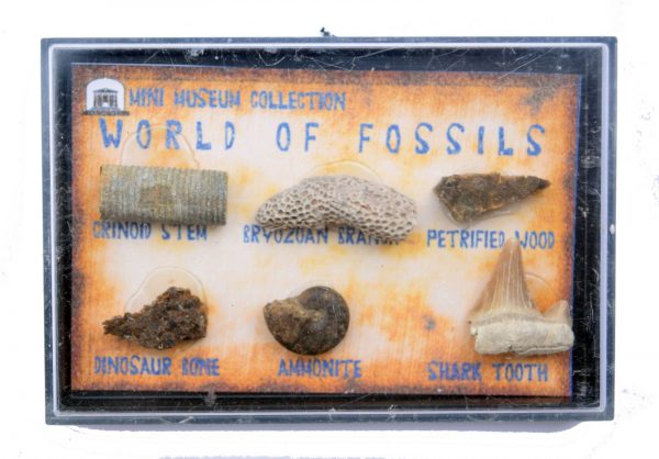 fossil_collection_box_petrified_wood