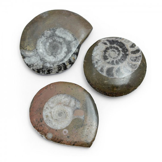 goniatite_button_fossil
