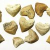 squalicorax sharks tooth