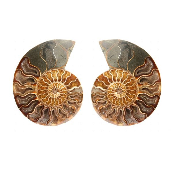 large_display_sectioned_ammonite_pair