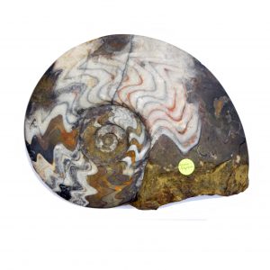 Goniatite Gonioclymenia large_ammonite_gonioclymenia_goniatite_half_210mmx140mm