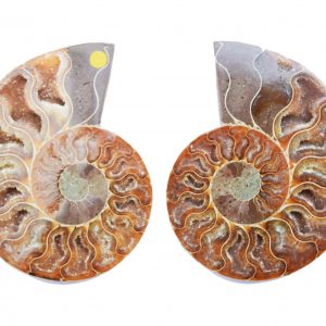 Cleoniceras Ammonite Pair large_quartz_ammonite_pair