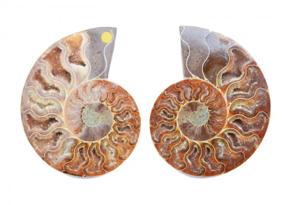 Cleoniceras Ammonite Pair large_quartz_ammonite_pair