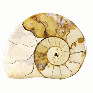 limestone ammonite somerset jurassic jacks