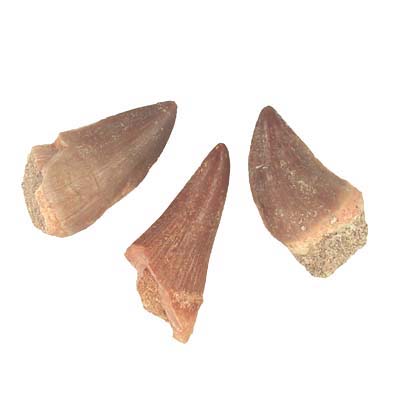 mosasaur-tooth
