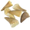 mosasaur_dinosaur_teeth