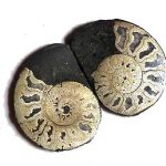 pyrite_ammonites_jurassic_jacks