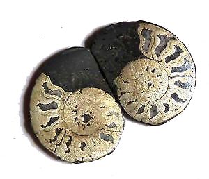 pyrite_ammonites_jurassic_jacks