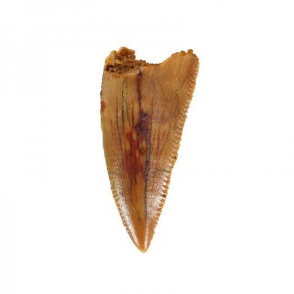 raptor tooth jurassic jacks