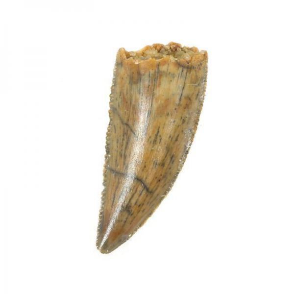 raptor tooth jurassic jacks