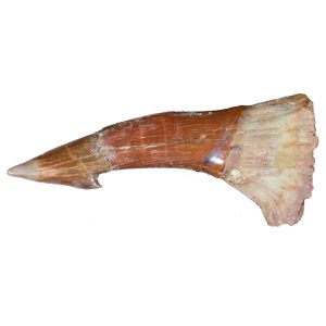 sawfish_tooth_barb