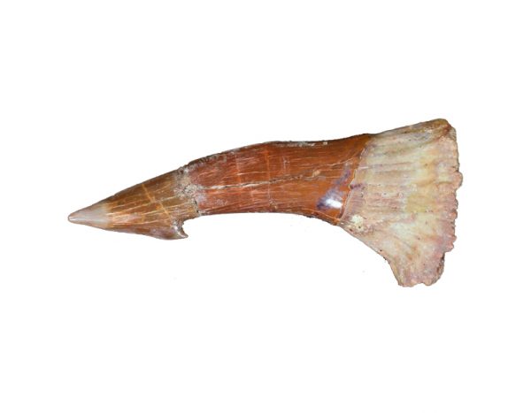 sawfish_tooth_barb