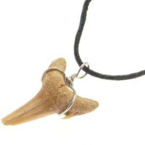 sharks_tooth_black_cord_necklace