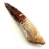 spinosaurus-tooth