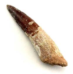 spinosaurus-tooth