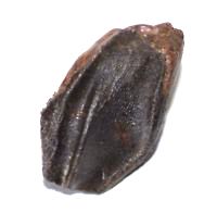 triceratops tooth