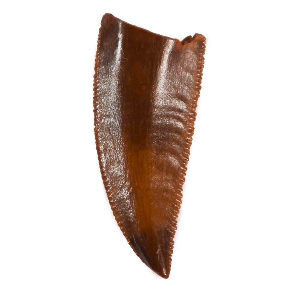 Velociraptor Dinosaur Tooth