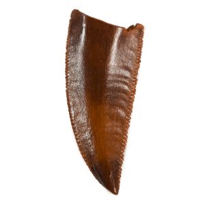 Velociraptor Dinosaur Tooth