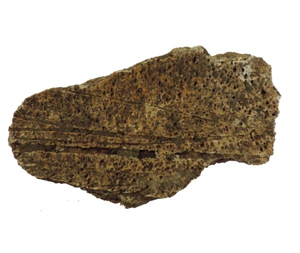 woolly_mammoth_bone jurassic jacks