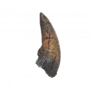 Albertosaurus Claw Replica