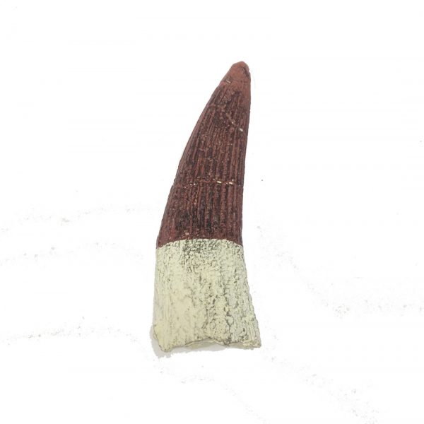 spinosaur_tooth_replica