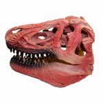 Tyrannosaurus Rex Red Skull Tyrannosaurus Rex Replica Skull