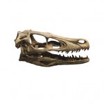 Velociraptor_skull_replica_full_size_