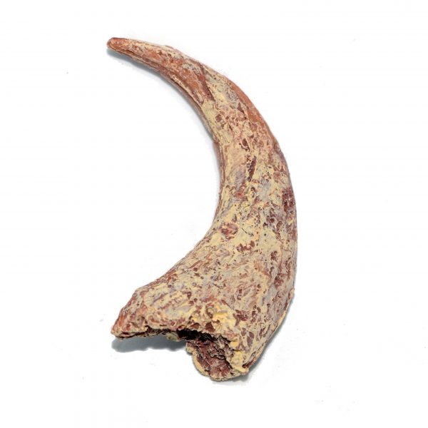 velociraptor claw raptor replica claw