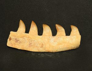 mosasaur_jaw_bone_peice_4_teeth_jurassic_jacks_blog