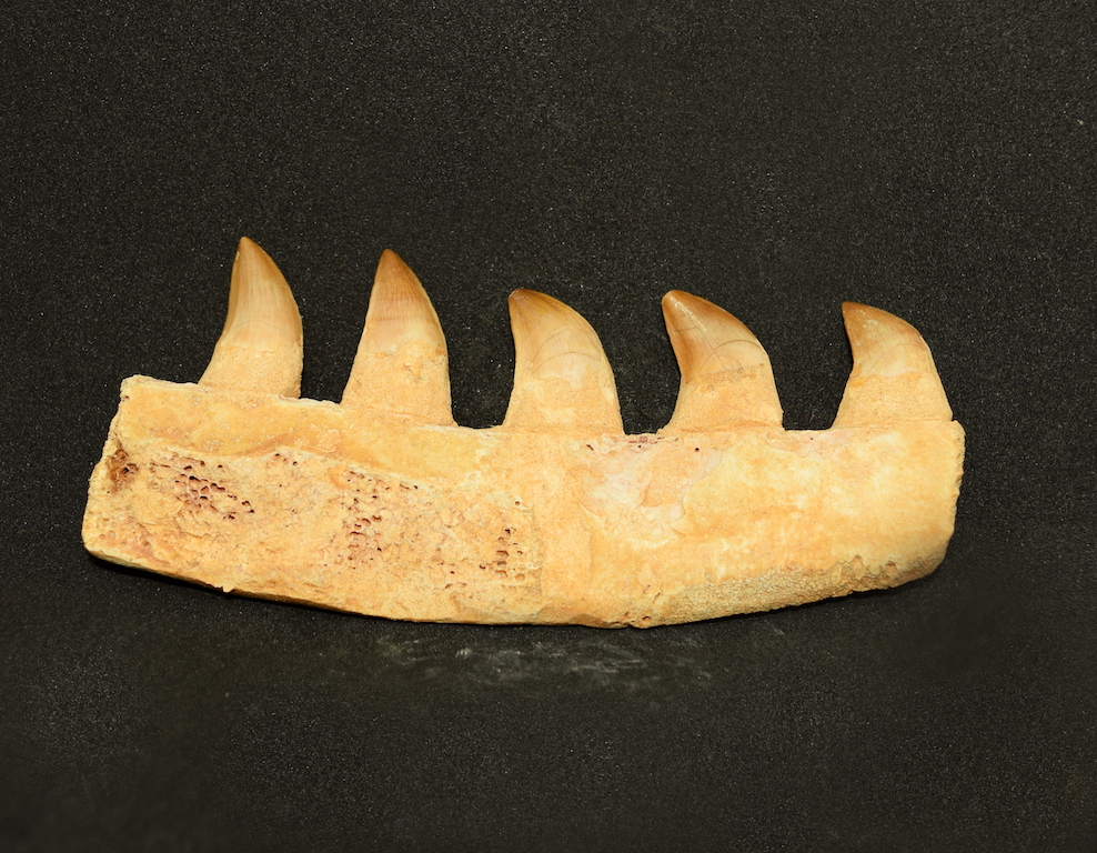 mosasaur_jaw_bone_peice_4_teeth_jurassic_jacks_blog