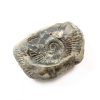 Dactylioceras Ammonite Pairs - Image 4
