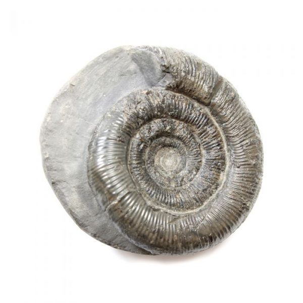 Ammonites Whitby