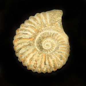 agadir_ammonite_jurassic_jacks