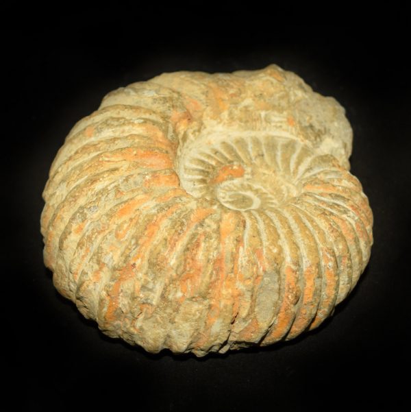 agadir_ammonite_close_up