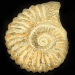 agadir_ammonite_jurassic_jacks