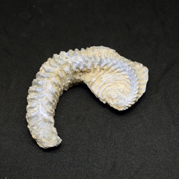 Rastellum_carinatum_bivalve_alien_curled_fossil